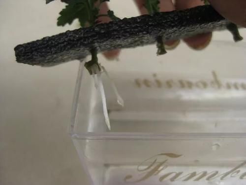 别养绿萝吊兰了,3种花剪根枝,插水里能活,开花一大片!