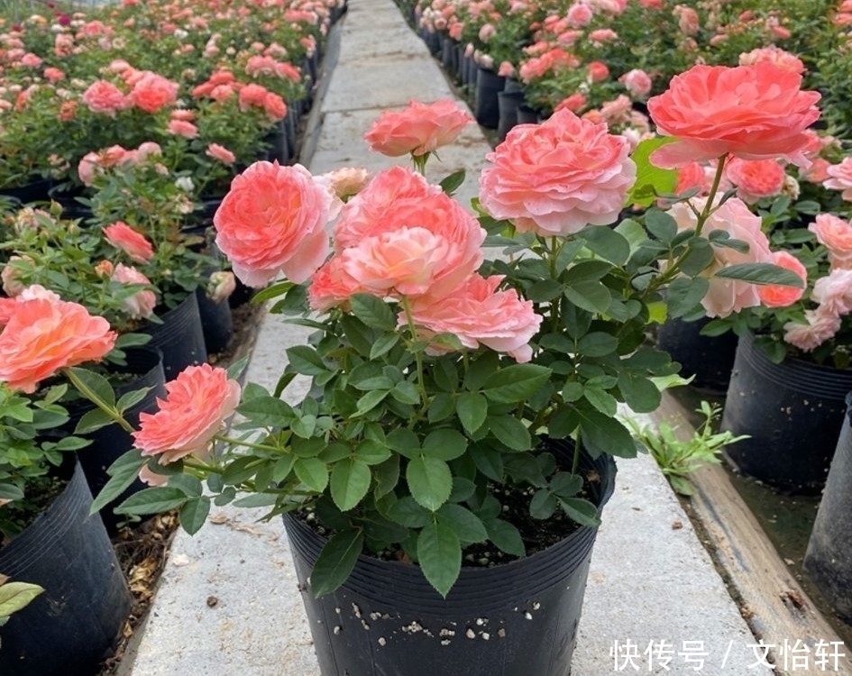 品种|100个月季品种,千姿百态,每个都很漂亮,图名并茂,值得收藏