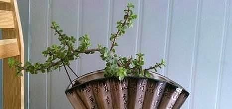 金枝玉叶|想养盆景就选“它”,一根“小枝条”,变成大“盆景”,只需一年