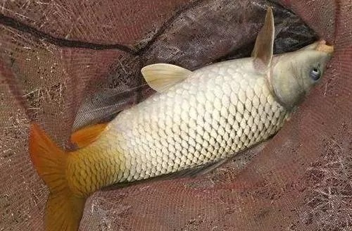 钓鲤鱼不要靠碰运气了,摸透它的钓法比什么都重要!