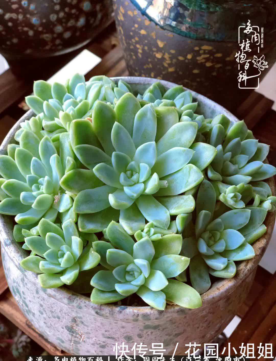 不羡鸳鸯不羡仙,只羡东北来春天!多肉冬去春来!