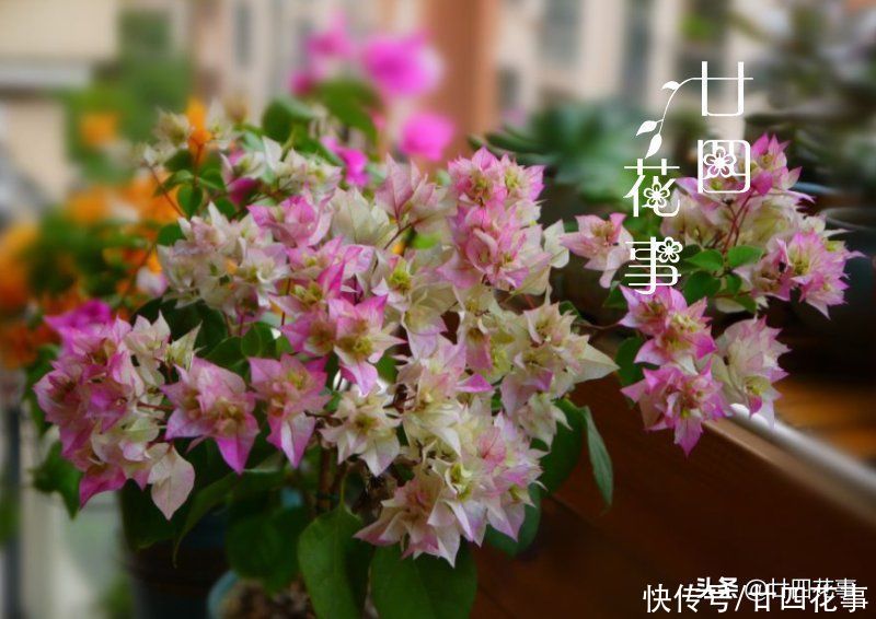 三角梅开花少？除了控水，还有3个“关键”，掌握好满枝都是花