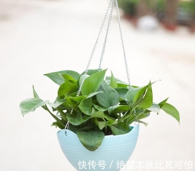 聚财|家里养花不要“瞎眼”，5种花聚财又旺人，2种花是大忌