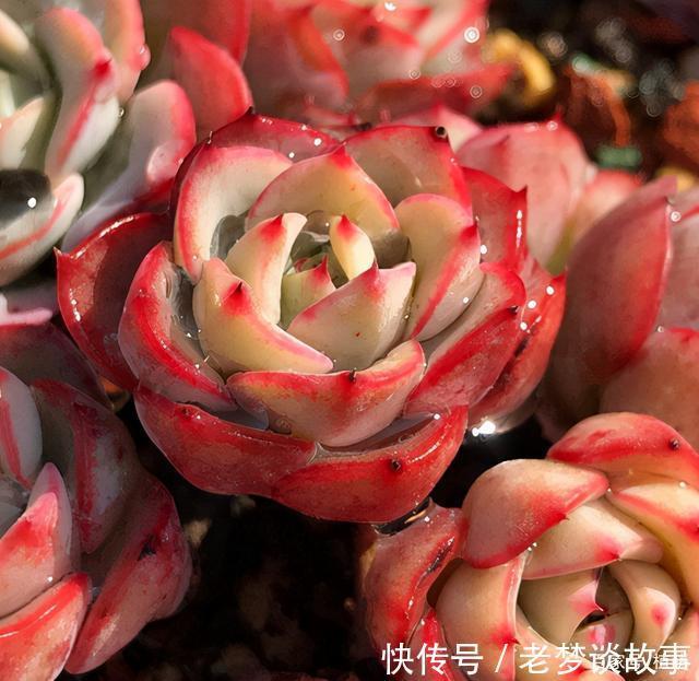 不要嫌弃奶油黄桃状态不好,接下来把5点做好,爆盆,上色不用愁