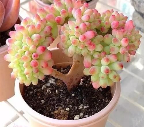多肉乙女心，天暖盆栽时多晒太阳、适量低温才能让叶子越长越美