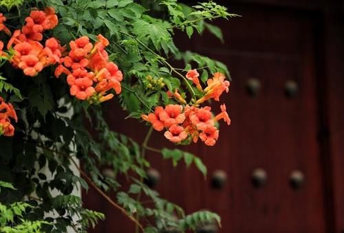  好看|庭院花草如何搭配才好看？