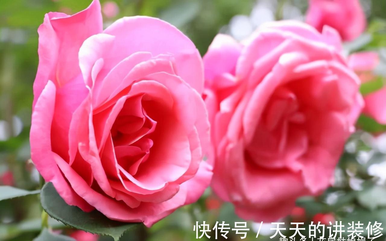 阳台再小,只要把它们养好,晒晒就能开花,打造成漂亮的小花园