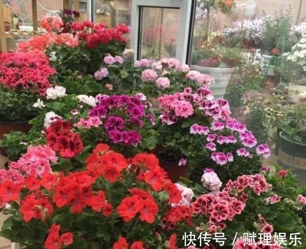 花卉|4种漂亮花，现在养一盆正当时，秋凉早开花，适合新手