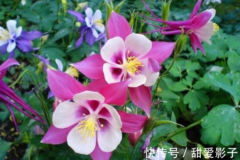 “名字很土,花朵好看”的3种花,皮实好养不怕冷,适合新手花友