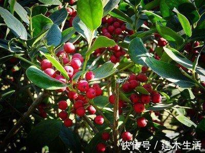 客厅养花选择6种树，自带财气，叶片油绿，旺财、旺人