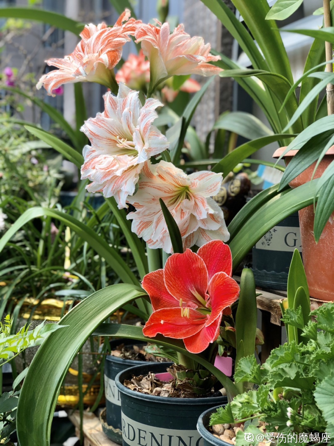 折腾不死的25种花,咋养都爆盆,家里必须养!