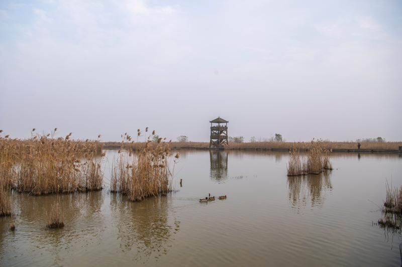 亚洲|走进“丹顶鹤驿站”，这里是亚洲最大的海岸滩涂湿地……