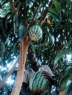 |搞笑GIF:老公你要相信我 我膝盖上面的伤就是这么来的