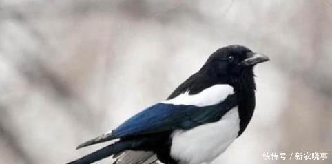 农村|农村俗语“四喜不请自来,家中能人辈出”,你知哪四喜吗?