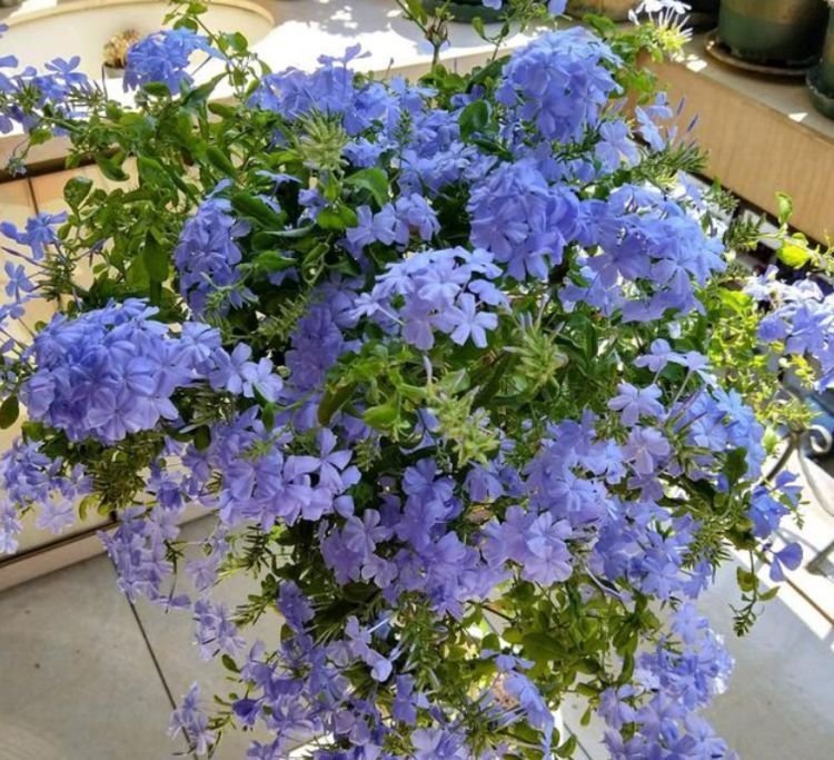 3种花是养花首选，漂亮又好养，花朵硕大，花期长！