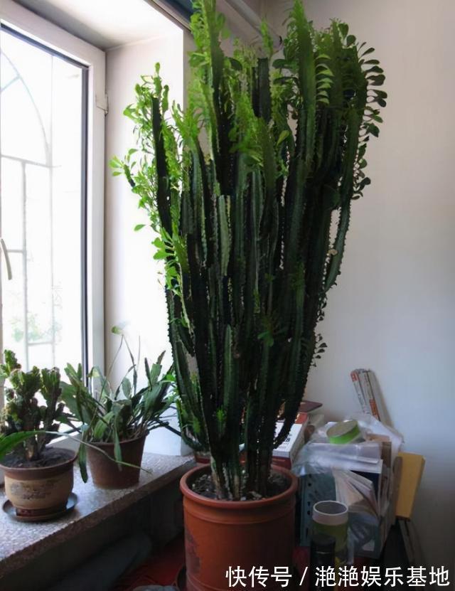 金边吊兰|11种“吉祥花”,“穷养”才养得好,用小盆少浇水,反而旺得很