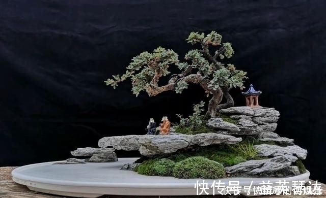 树桩|用石头盘子来养花，变成小盆景，价值能翻好几倍