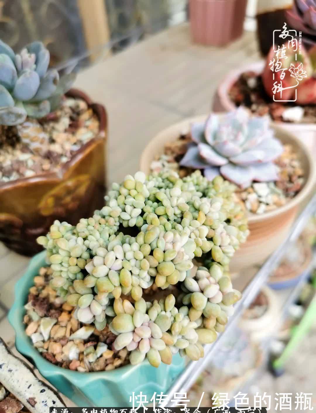 无关利益，不计得失，多肉给了我不一样的感受温暖的方式