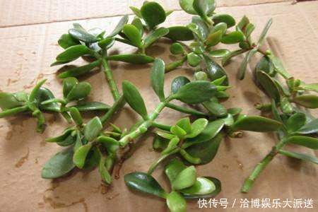 个头|家里养“3种花”,现在砍个头插盆里,一入秋就长不停!