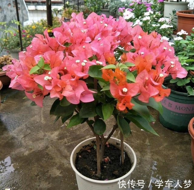 养花要“舍得剪”，把这6种花卉剪成“光杆子”，开花变成棒棒糖！