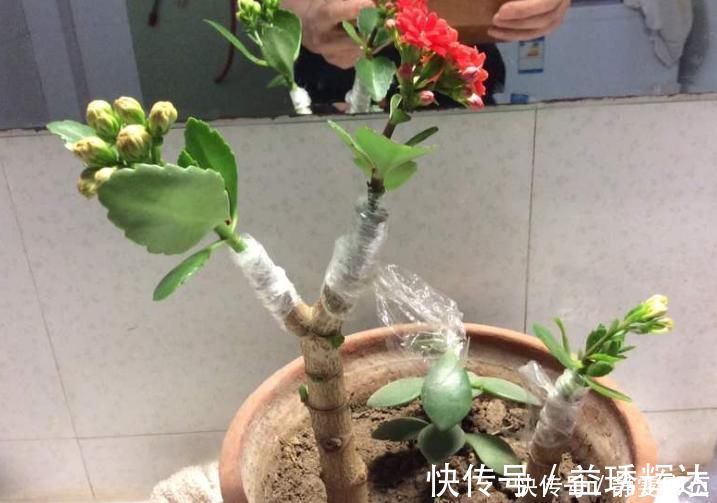 小花|聪明人把长寿花嫁接在老桩上，爆盆简单开花多，一盆花全是花枝