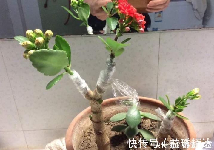 聪明人把长寿花嫁接在老桩上,爆盆简单开花多,一盆花全是花枝