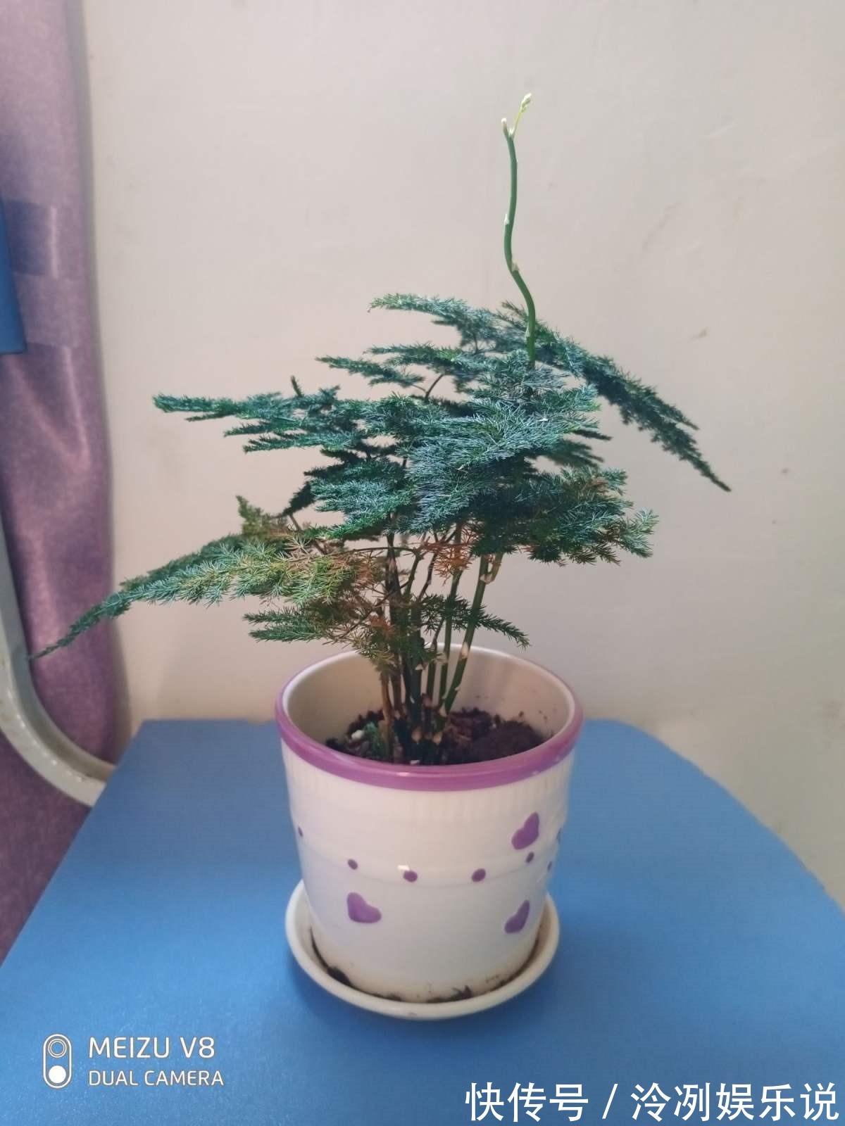给文竹照这法子养，几星期结出上百个果，邻居羡慕的直拍照！