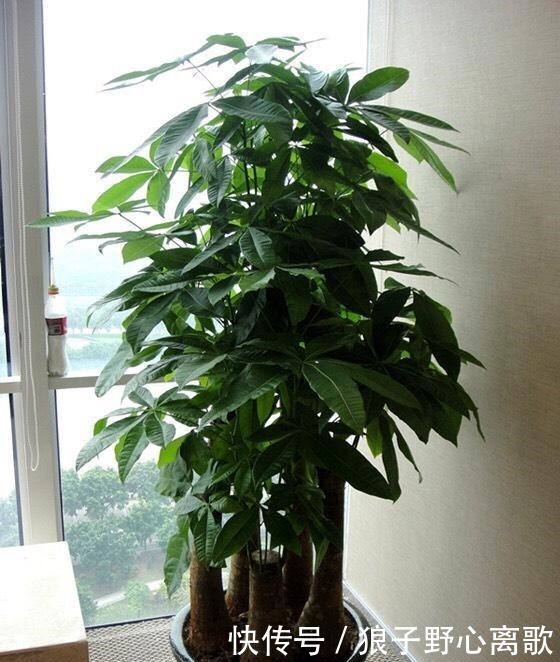 养发财树,注意1个小细节,不烂根不黄叶,嫩叶蹭蹭长,枝繁叶茂!