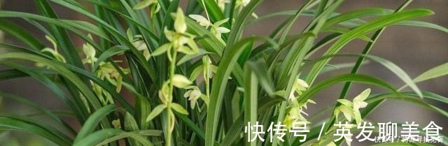 养花给花卉喂点土豆，比花肥还好用，让花卉蹭蹭长！