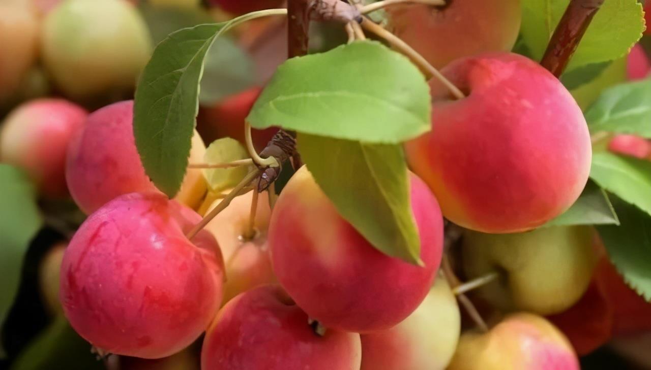 陈医师|会吃的人最健康,3种食物离不开,营养丰富有益健康,试试看