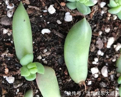 叶插|多肉千佛手怎么叶插教你3个小步骤，千佛手生根迅速长势茂盛