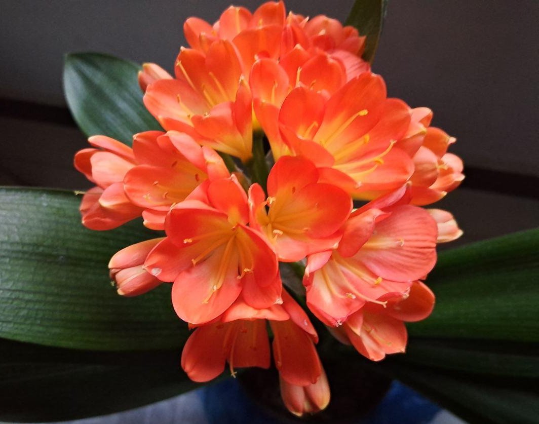 君子兰不开花?那是你没注意这几点,不然花朵开爆盆