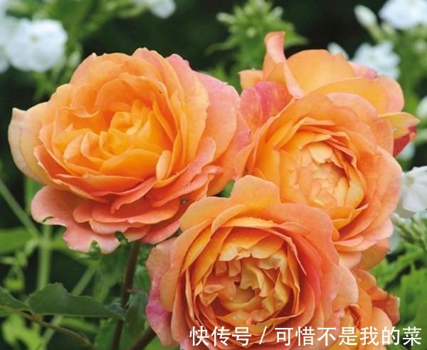奥斯汀|推荐15种欧月月季任你选,开花最多、花量最大,超美!