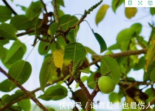 树叶|地球上现存脾气最大的树,不能砍也不能烧,敢动它就要你命