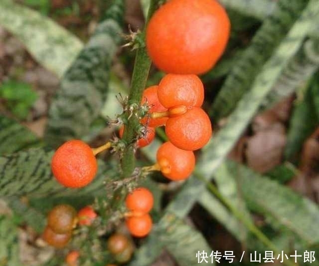 想要虎皮兰开花也简单,只要经常给它吃豆子就可以,一个月就开花