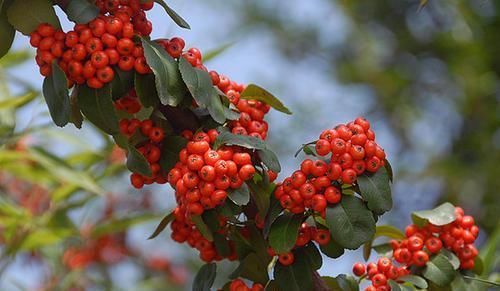 花友会|6种漂亮花,不仅外形美,还越养越值钱,富贵人家都爱养!