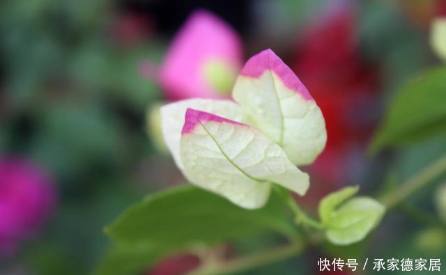  枝条|盆栽开花越来越小？只要春季修剪好，花儿多又大