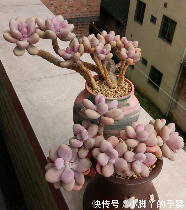 分享容易养成“老桩”的4种普货，初冬的肉肉又美又有韵味，爱了