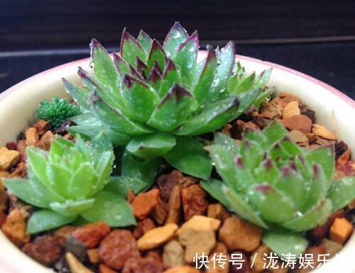 这4种盆栽，简单漂亮好养活，新手也可从1棵养到10棵，阳台放不下