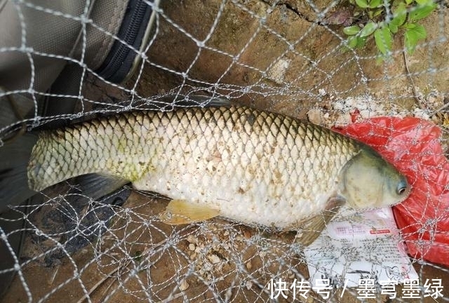 气味|浅谈香料在钓鱼中的影响，有的纯属骗人，鱼喜欢才是正解