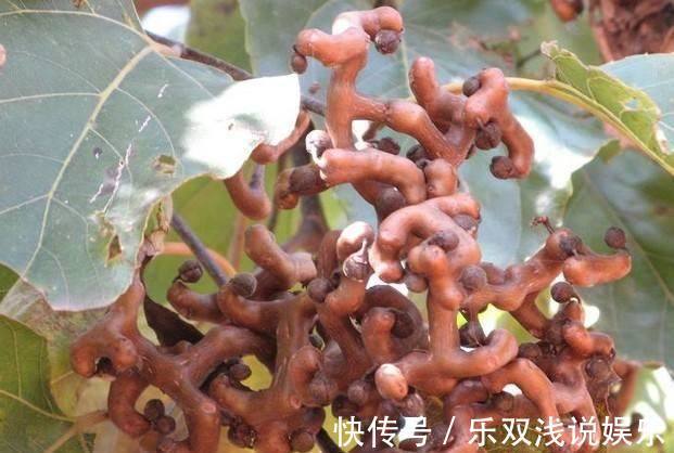 赤白血痢疾|农村的有7种“野果”,你吃过几个?吃过4种就服你