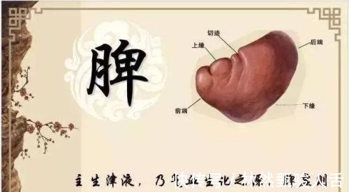 免疫力|补气是“提高免疫力”最快方法,一味中药补肺气、补脾气、补肾气