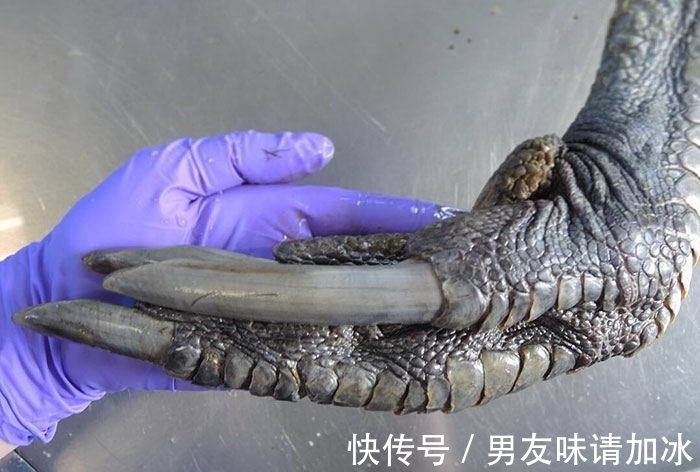 巨齿鲨#20张对比图,这将使您能够从未见过的角度看事物,第四期