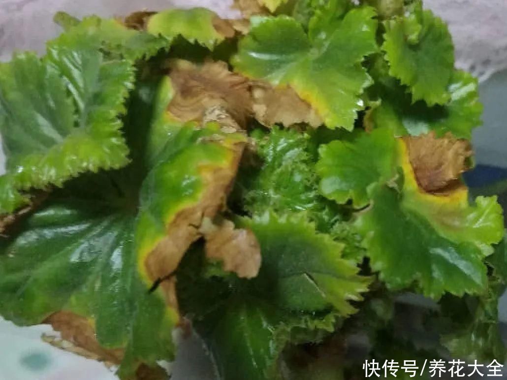 最怕晒的10种花，赶快搬进屋，否则会死掉