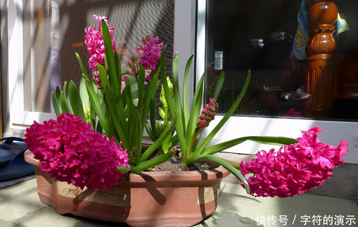 花土|养花选土,注意这些小事情,新人秒变老手,养啥旺啥