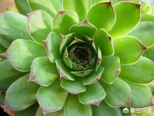 观音莲如何养到爆盆？