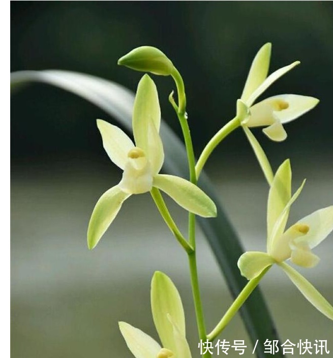 兰花也爱美,保湿工作做得好,兰花长得娇又俏,值得一试。