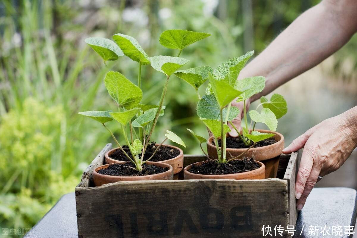 以前被嫌弃的土花，现在变成盆栽中的“香饽饽”，只因好养花量大