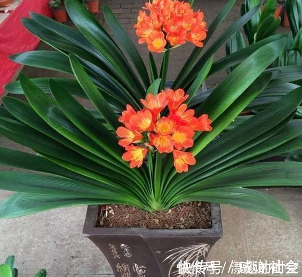 君子兰浇水，掐准“时间”，不早不晚“刚刚好”，养出肥厚好叶片