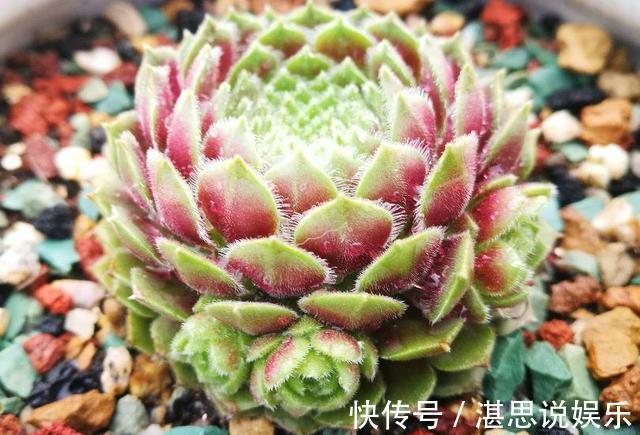 1种多肉 最好养 零下 冻不死 雪地里 照常 生长 粉紫色 1种多肉 最好养 零下 冻不死 雪地里 照常 生长 粉紫色